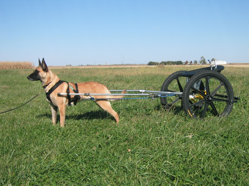 Custom dog carts